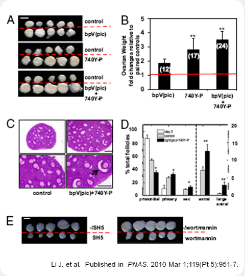 Activation of dormant primordial follicles 