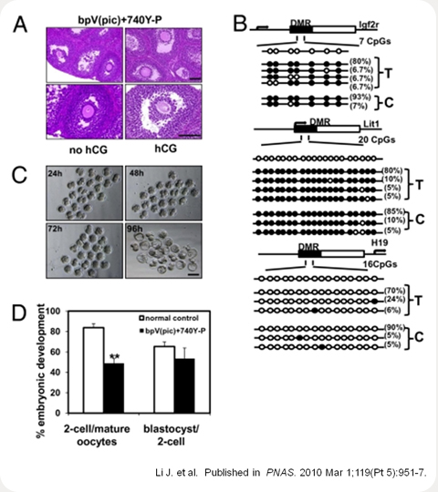 Retrieval of mature mouse oocytes for epigenetic analyses