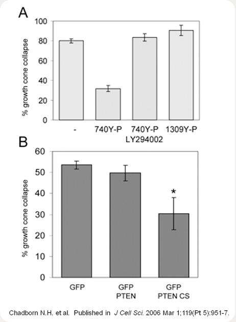 Increases in PIP3 by activation of PI3K or inactivation of PTEN antagonises 