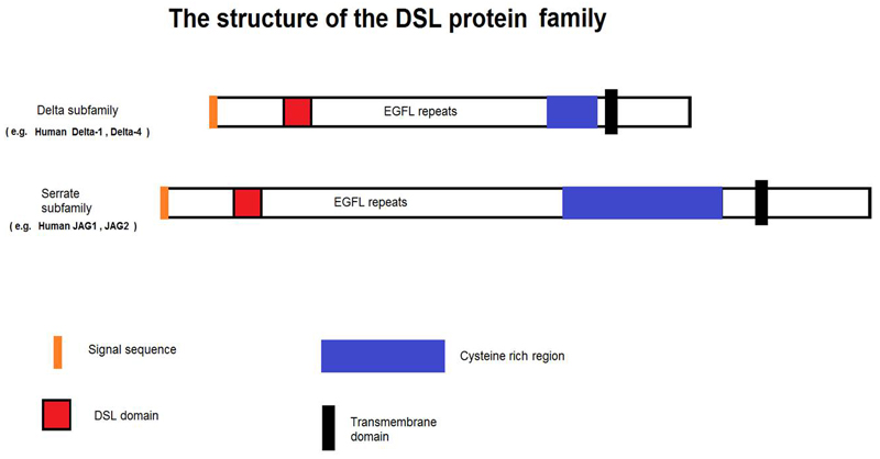 DSL structure