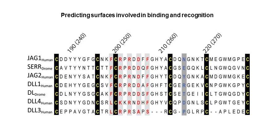 predicting surfaces involved in binding and recognition