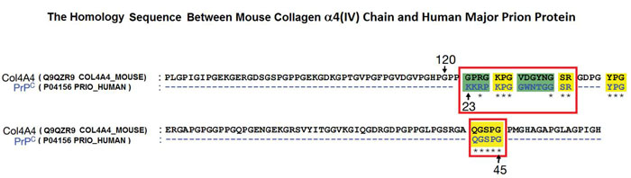 Mouse Collagen a4 and human major prion