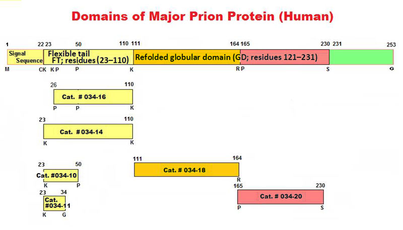 Major Prion Protein Domains